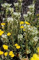 Dischisma spicatum (Thunb.) Choisy