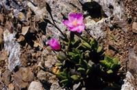 Anacampseros telephiastrum DC.