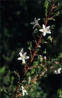 Agathosma betulina (P.J.Bergius) Pillans