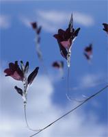 Dierama reynoldsii I.Verd.