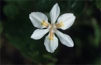 Dietes butcheriana Gerstner