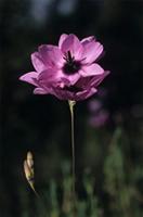 TÌNH YÊU CÂY CỎ ĐV 5 - Page 107 Nbgsld0004026