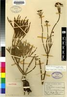 Holotype of Knowltonia transvaalensis Szyszyl. var. filifolia H.Rasm. [family RANUNCULACEAE]