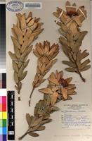 Holotype of Leucadendron burchellii I.Williams [family PROTEACEAE]