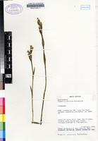 Filed as Disperis concinna Schltr. [family ORCHIDACEAE]