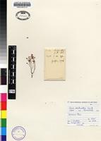 Isotype of Erica rhodantha Guthrie & Bolus [family ERICACEAE]