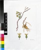 Tylecodon tenuis (Toelken) Bruyns