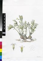 Tylecodon ellaphieae Van Jaarsv.