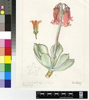 Cotyledon orbiculata sensu Burtt Davy