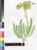 Cotyledon campanulata Marloth