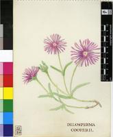 Delosperma cooperi (Hook.f.) L.Bolus