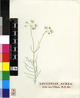 Asclepias stellifera Schltr.