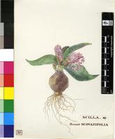 Ledebouria ovatifolia (Baker) Jessop