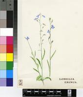 Lobelia erinus L.