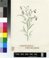 Hermannia coccocarpa (Eckl. & Zeyh.) Kuntze