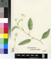 Hermannia geniculata Eckl. & Zeyh.