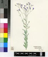 Vernonia kraussii Sch.Bip. ex Walp.