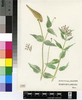 Xysmalobium parviflorum Harv. ex Scott-Elliot