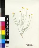 Pentzia globosa Less.