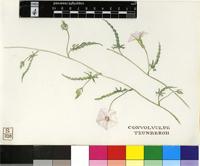 Convolvulus thunbergii Roem. & Schult.