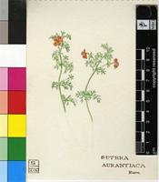 Sutera aurantiaca (Burch.) Hiern