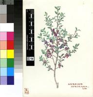 Myrsine africana L.