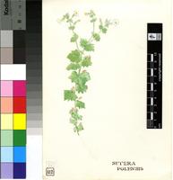 Sutera polelensis Hiern subsp. polelensis