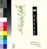 Epilobium flavescens E.Mey. ex Harv.