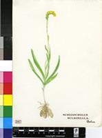 Schizochilus bulbinella (Rchb.f.) Bolus