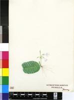 Streptocarpus pusillus Harv. ex C.B.Clarke