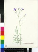 Wahlenbergia sp.