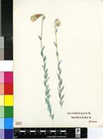 Glumicalyx montanus Hiern