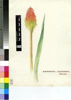 Kniphofia aloöides Moench