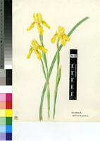 Moraea spathacea (Thunb.) Ker Gawl.