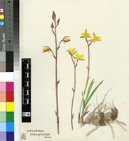 Gladiolus sp.