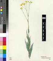 Senecio bupleuroides DC.