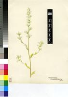 Manulea crassifolia auct.