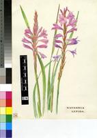 Watsonia lepida N.E.Br.