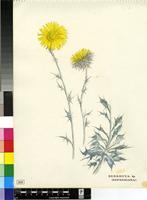 Berkheya sp.