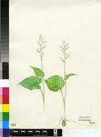 Hottonia sp.