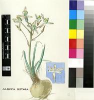 Ornithogalum setosum (Jacq.) J.C.Manning & Goldblatt