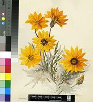 Gazania sp.