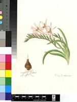 Gladiolus lapeirousioides Goldblatt