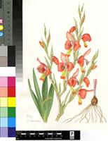 Gladiolus pulcherrimus (G.J.Lewis) Goldblatt & J.C.Manning
