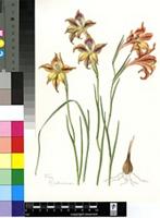Gladiolus maculatus Sweet