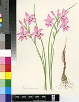 Gladiolus cylindraceus G.J.Lewis