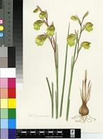 Gladiolus sufflavus (G.J.Lewis) Goldblatt & J.C.Manning