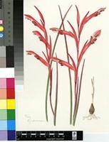Gladiolus abbreviatus Andrews