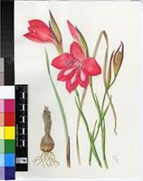 Gladiolus stefaniae Oberm.