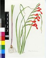 Gladiolus cunonius (L.) Gaertn.